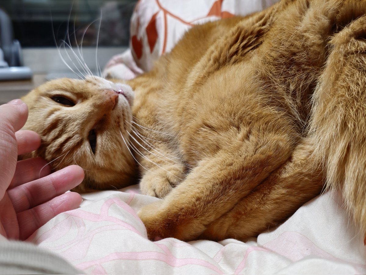 ねここねこね (@konekurineko) / Posts / X