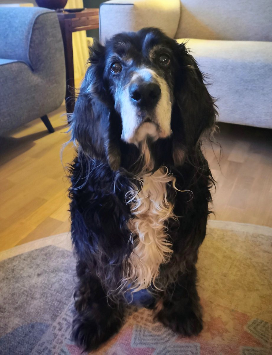 SnowSimply's tweet image. Onze grootste grote vriend Bertus is vandaag 15 geworden. Slaapt meer, doet het altijd rustig aan maar voor eten wil hij gerust nog even een sprintje trekken! 
❤️