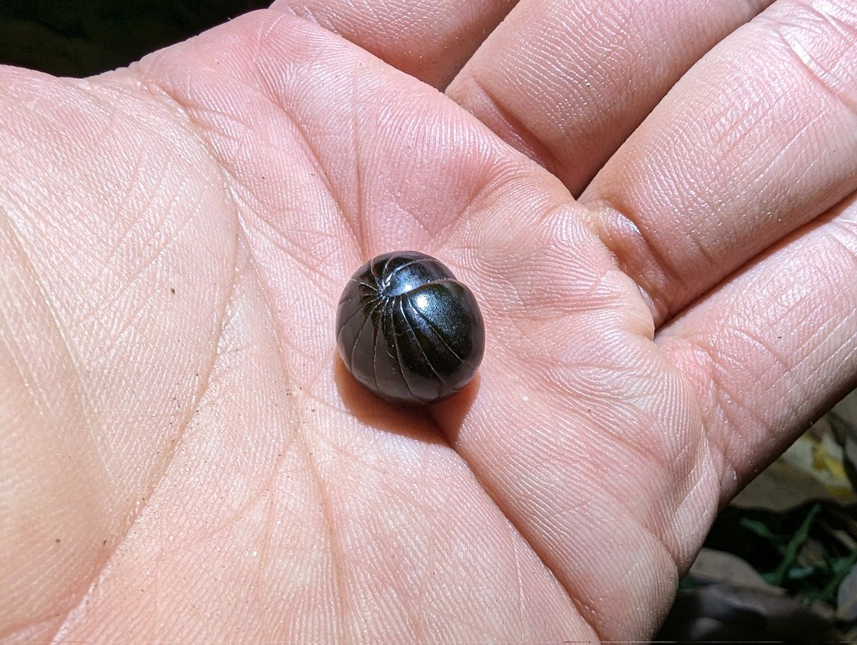 現地で最初に観察したオオタマヤスデ科の一種。東南アジアに来たということを改めて実感した瞬間でした。
#ヤスデ図鑑を作りたい