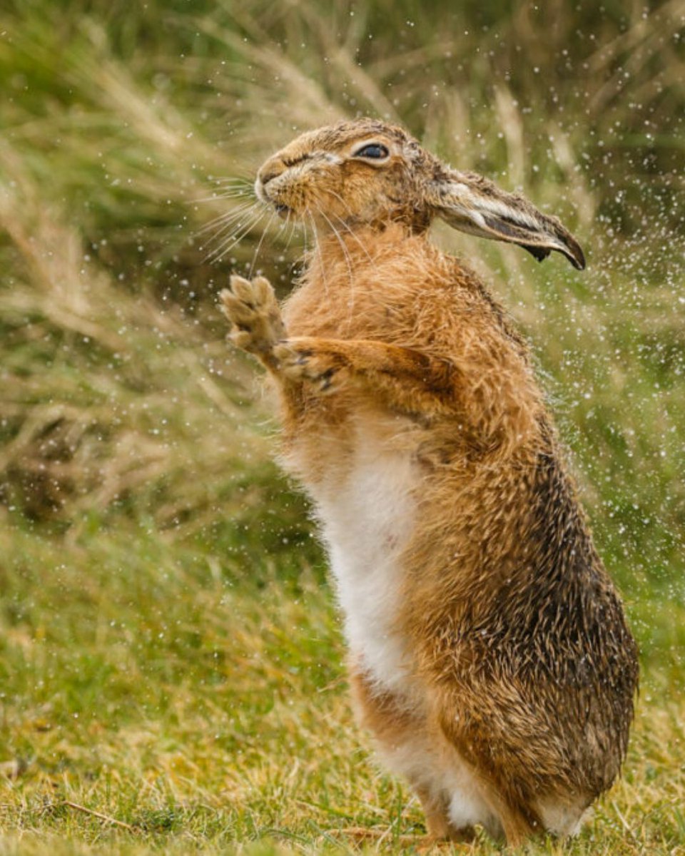 This week's Monday Mammal is the brown hare! The brown hare was introduced to the UK during the Iron Age and is now naturalised. They are widespread on low ground and are replaced by mountain hares in upland areas. Brown hares rely on speed and acute senses to evade predators.