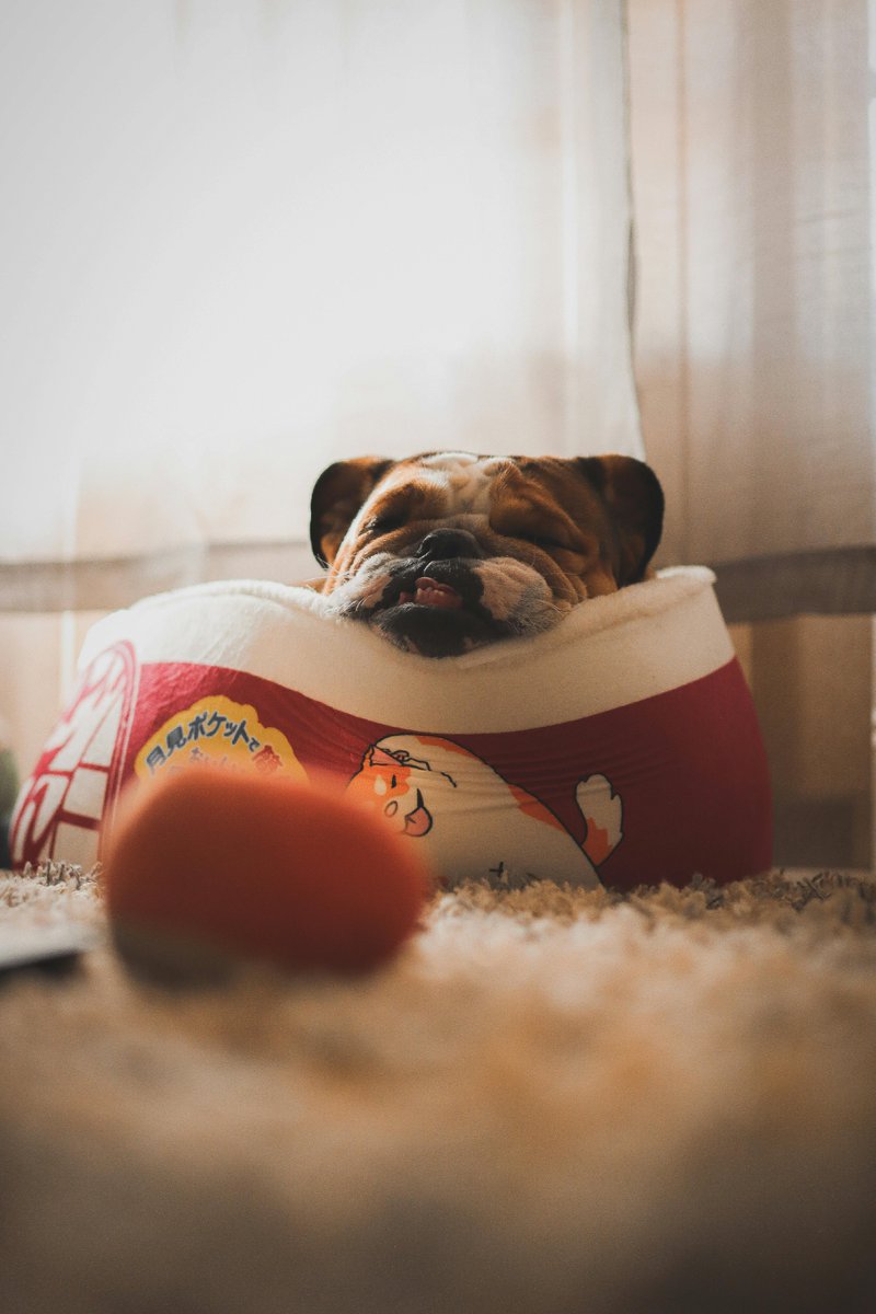 My Bulldog Sleeping in a Dog Bed🩷🩷
Do You Have a Pet?
Send Photo In Comment Box.......!!

#Malcy #pets #loveyourpets #twitter #bulldog #SleepingBeauty #familytime