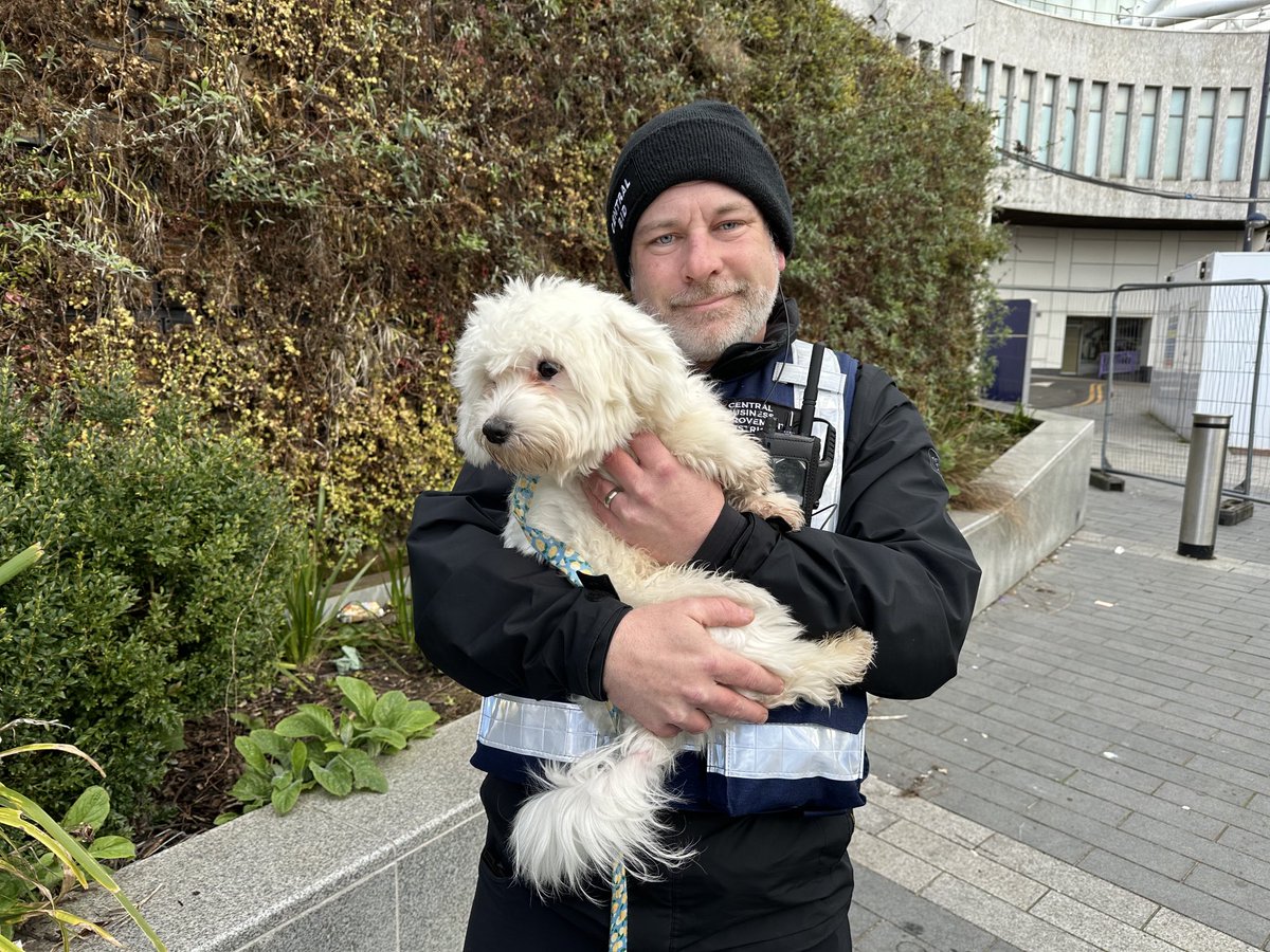 Found in Birmingham City Centre this morning, lovely little dog, we think originally from Billesley. Please share.
