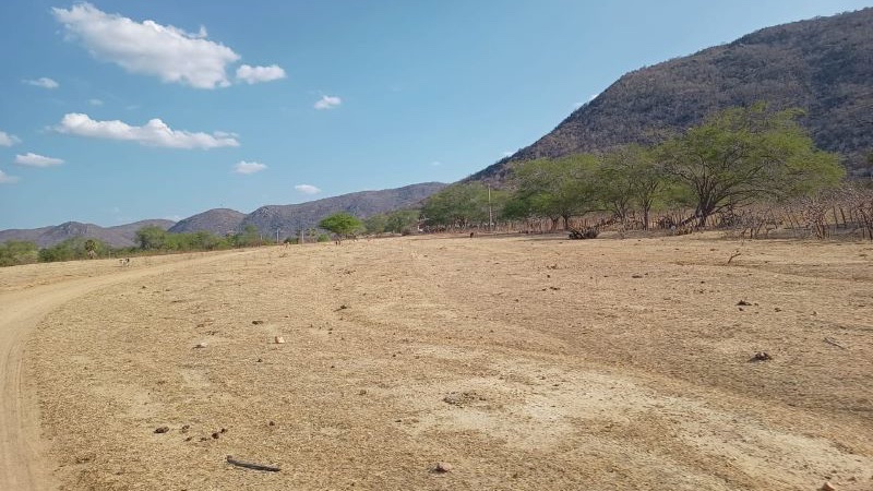 Restauração de áreas degradadas no #semiárido promove a ‘volta’ de microrganismos do solo, mostra estudo conduzido por grupos da @usponline e das Federais do Piauí, do Ceará e do Agreste de Pernambuco. agencia.fapesp.br/50912