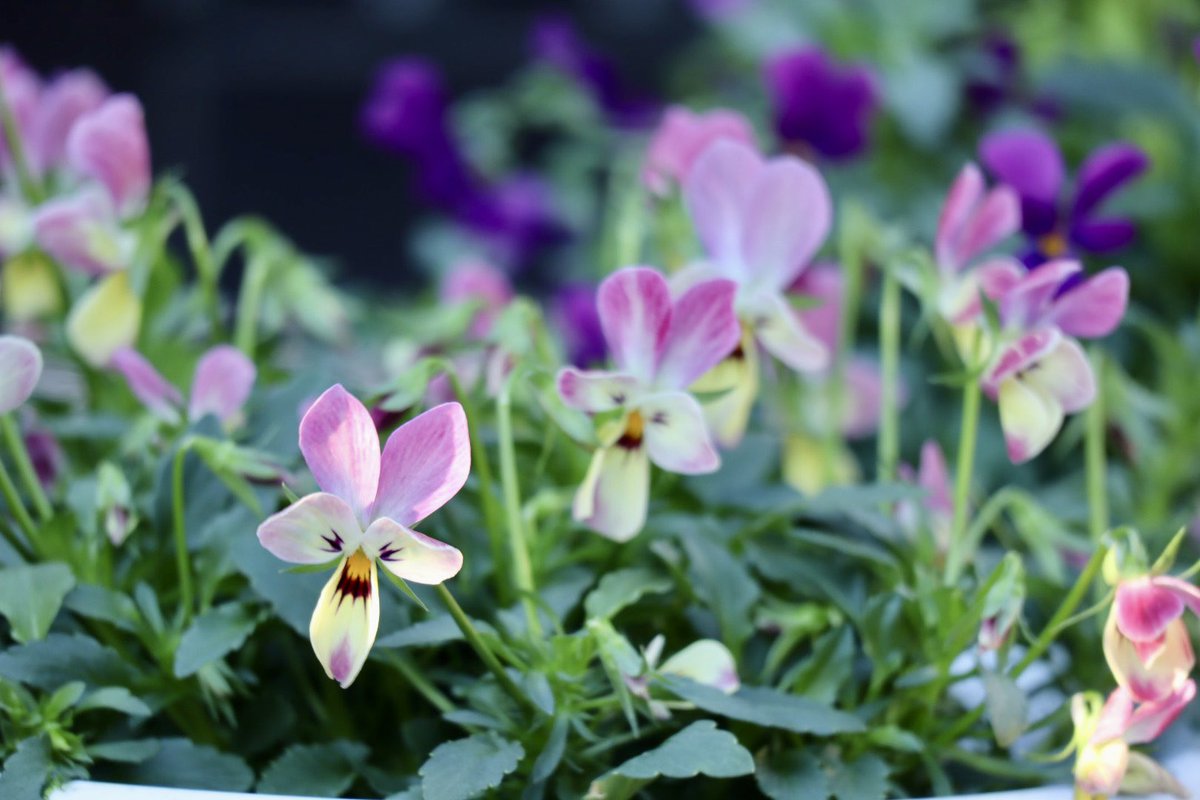 わが家の庭に仲間入りした
可愛いコたち🌸

⑴エンジェル クリームハロー
⑵ヌーベルバーグ ラピスラズリ
⑶ののはなブルー
⑷ミルキーミックス

 #写真好きな人と繋がりたい
 #TLを花でいっぱいにしよう