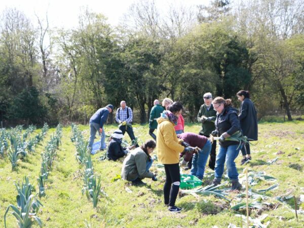 Free training for food projects 💡 @realfarming have a variety of great resources to help community groups with their work. Their next free webinar on 7th March will cover #gleaning, which saves #food from going to waste on-farm, with @feedbackorg & more realfarming.org/event/gleaning…