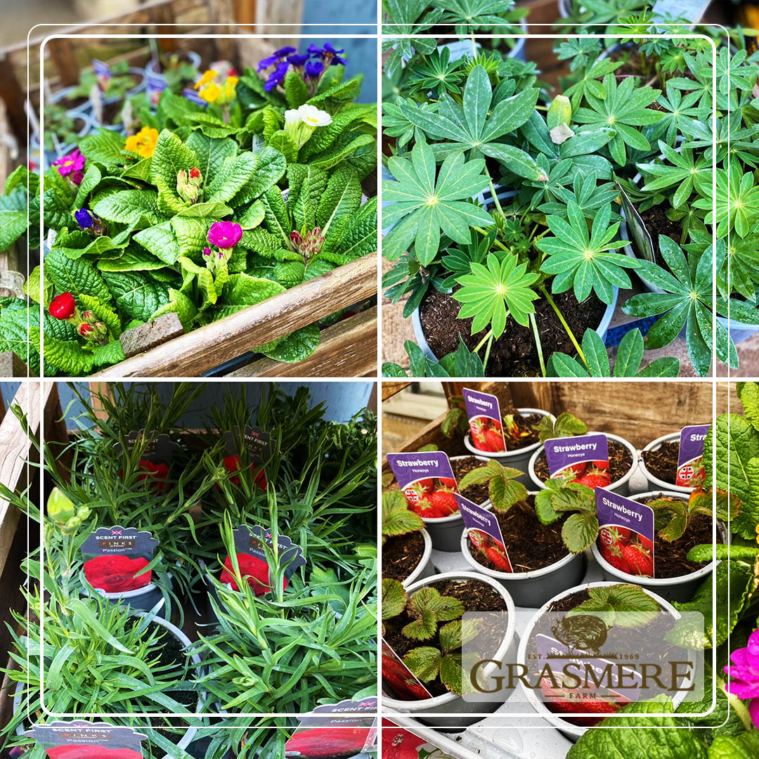 🌿 Just in: Fresh arrivals from a local nursery to our Market Gate Deli in Market Deeping! 🌸 From vibrant lupins to fragrant sweet william & colourful polyanthus, spruce up any space with our delightful potted plants!🌺 And don't miss out on our fresh strawberry plants too! 🍓