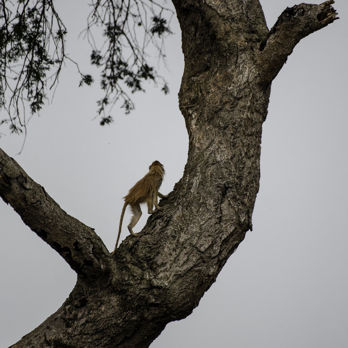 QUIZ: Can you identify this monkey found in most of our Savannah destinations?

A - Golden Monkey
B - Vervet Monkey
C - Patas Monkey
D - Red-tailed Monkey

 #KnowYourWildlife | #ExploreUganda