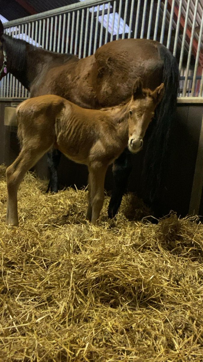 Early on Saturday morning at @Lisnagarpaddock, Our Cheltenham grade 3 winner Her Indoors had a beautiful @newsellspark Nathaniel filly. @rpbloodstock #RPFoalGallery