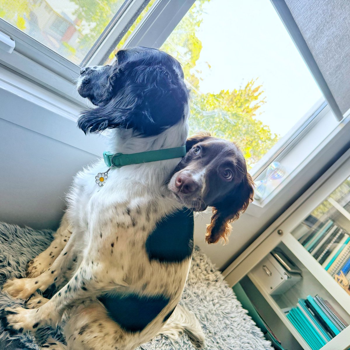 joc303's tweet photo. Rare two-headed spaniel. https://t.co/r6fuv0pjbj