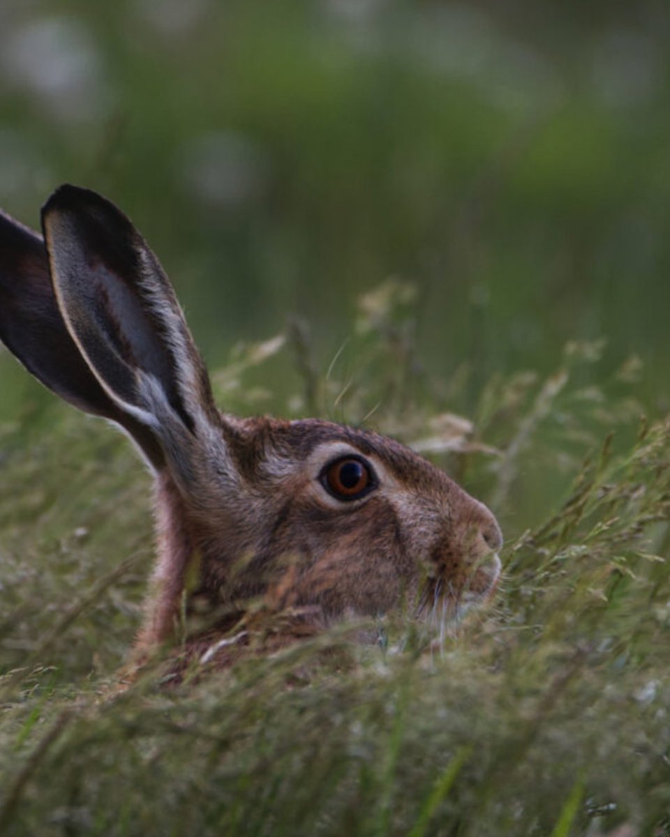 Today's Monday Mammal quiz is on the brown hare! Test your knowledge by having a go at the questions below! The answers will be revealed later today! Photo credit: Finley Dennison #MondayMammal #MondayMammalQuiz