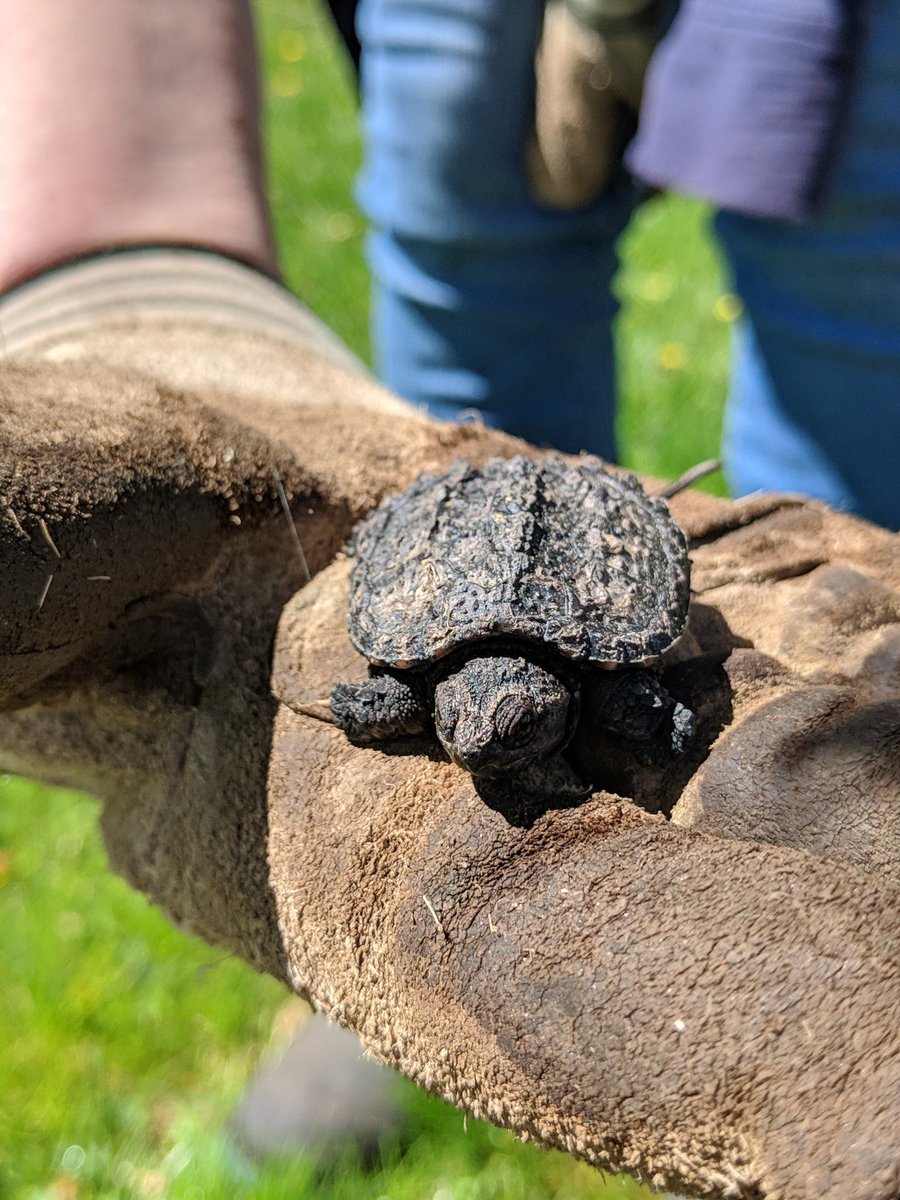 mtnspire's tweet image. Baby snapping 🐢

#miniaturemonday 
#naturelovers 
#turtletime