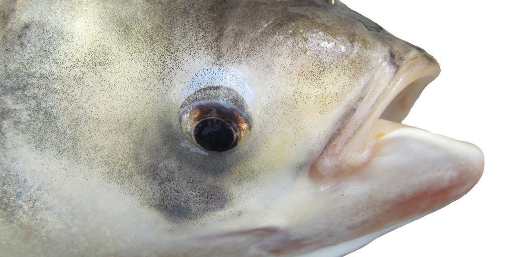 U.S. Fish and Wildlife Service on X: Hey, you guys! One distinguishing  feature of invasive carp is eye placement at or below the mouth opening.  Catch the latest Fish of the Week!