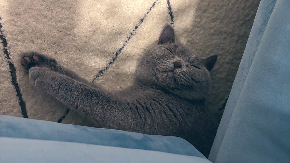 ポカポカにゃ💤
#cats
#ブリティッシュショートヘア