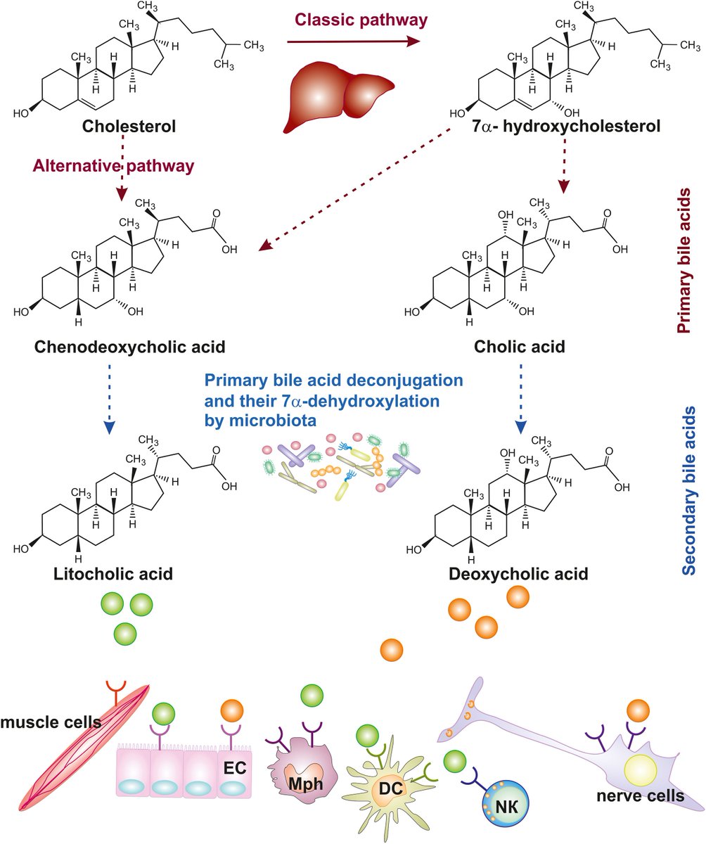 #Microbiota substances modulate dendritic cells activity: A critical view
sciencedirect.com/science/articl…