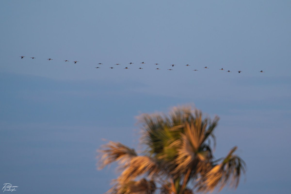 Uçan bir turna (Grus grus) sürüsü… Haftalar sürecek ilkbahar göçü başladı. Göçmen kuşlar, kışladıkları kıtalardan yola çıkıp üreme alanlarına gidecekler. Amerika’da 4 ana göç yolu; Avrasya, Afrika ve Okyanusya’da ise toplam 6 ana göç yolu (flyway) belirlenmiştir.