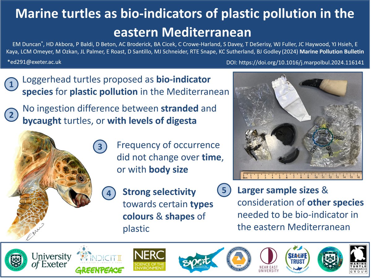 🌟NEW PAPER🌟 Investigating the use of loggerhead turtles to monitor #plasticpollution in the Eastern Mediterranean 🐢🌊🗑️ Thank you to all co-authors for their contributions to this work and long-term dataset🙌 Read here: doi.org/10.1016/j.marp…
