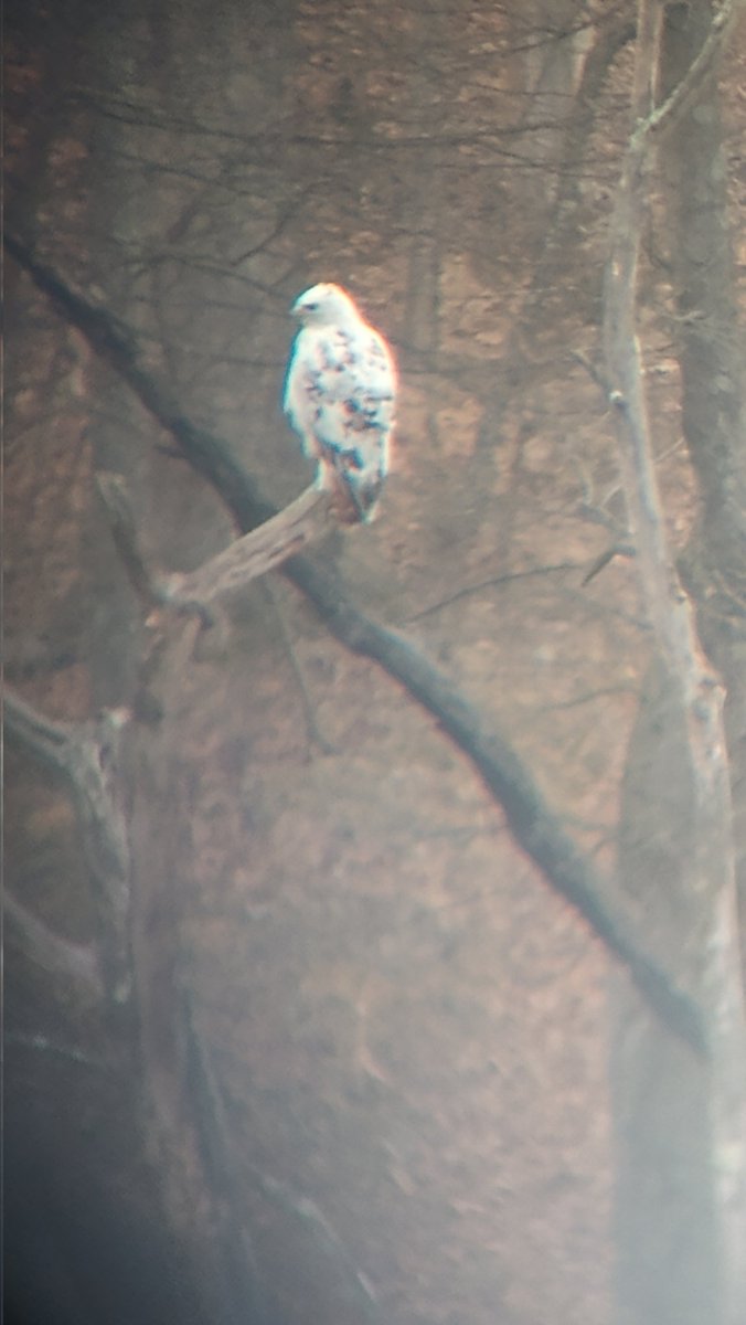 Finally got a picture of the #leucistic #hawk in my area! Had to take the picture through binoculars, but there he/she is!! Now, stay away from my cat!!! #birdwatching #redtailedhawk