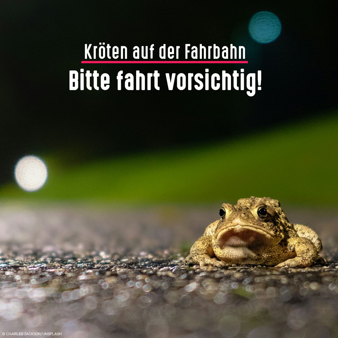 🚗⚠️🐸 An vielen Orten sind schon Kröten, Frösche und Molche unterwegs zu ihren Laichplätzen. Beim Überqueren von Landstraßen werden Tausende überfahren oder vom Strömungsdruck der zu schnellen Fahrzeuge getötet.

Bitte achtet auf Hinweisschilder und fahrt dort langsam! Danke ❤️