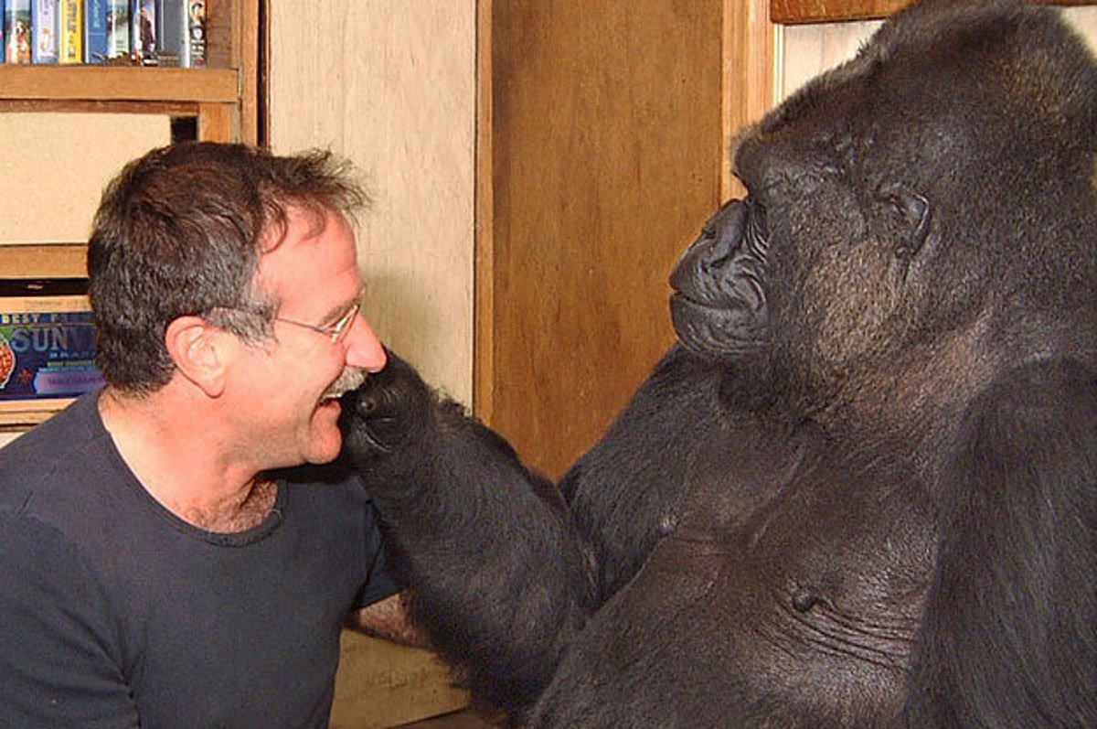 Koko the gorilla met Robin Williams in 2001, and he made her smile for the first time in over 6 months. When Williams died in 2014, Koko overheard the news and signed the word 'cry'.