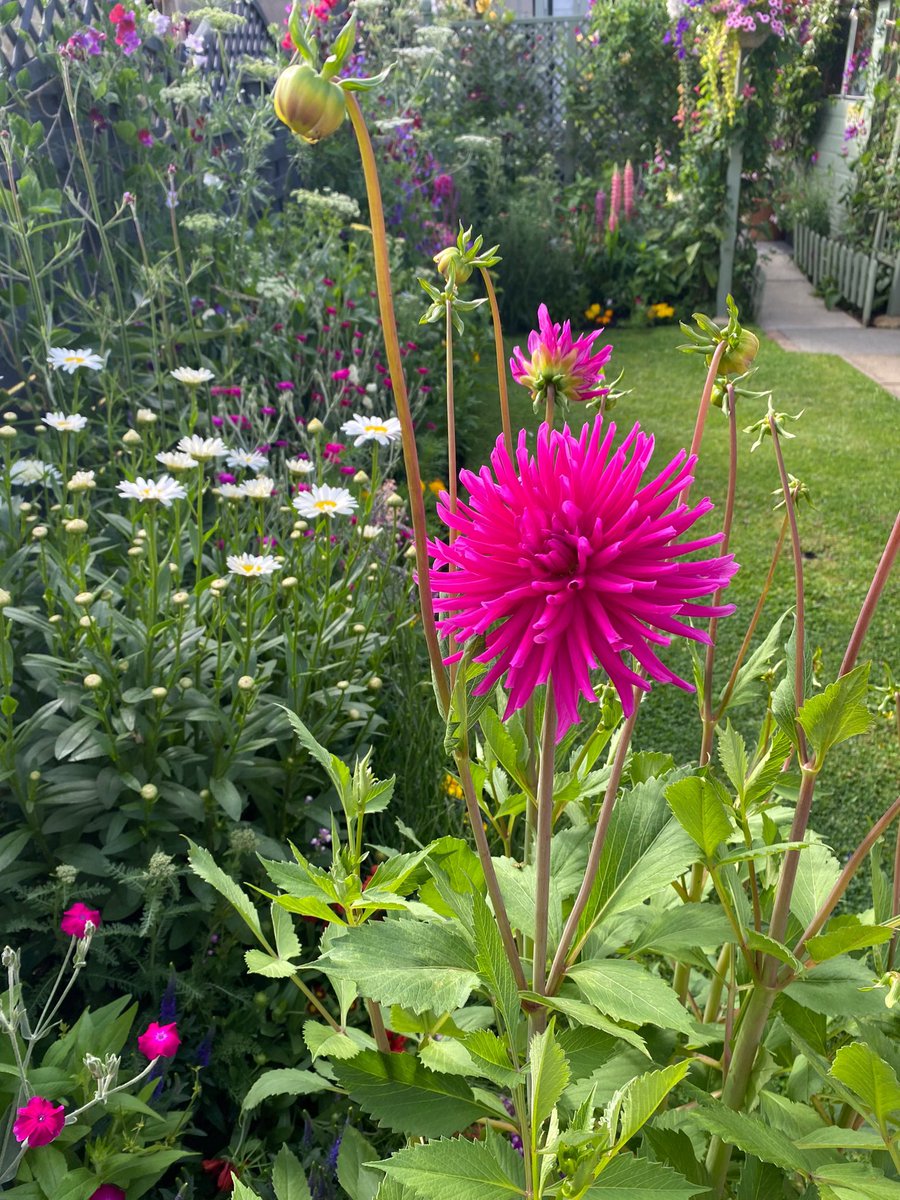 Looking forward to the garden being filled with colour again.
Happy Monday everyone and hope you’re having a great start to the week 😊
#MagentaMonday #DailyDahlia
