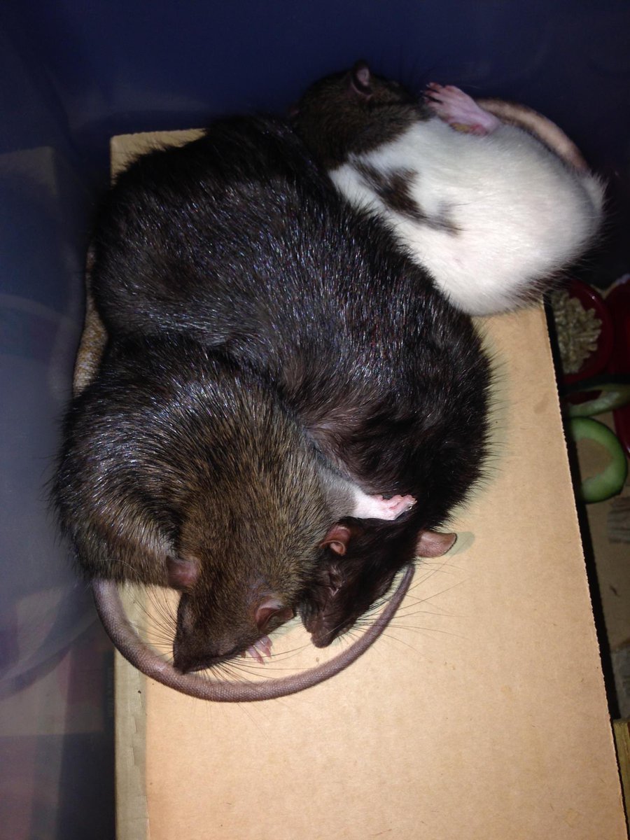 LindaSunshine66's tweet photo. Good night 😴 🐀🐭🐀🥰🐭 Itchy Scratchy Turbo ラット 鼠 🥰❤️🐭🐭❤️🥰🐀🐀 #Rats #nest #鼠 #ラット https://t.co/SkSslgBaUH