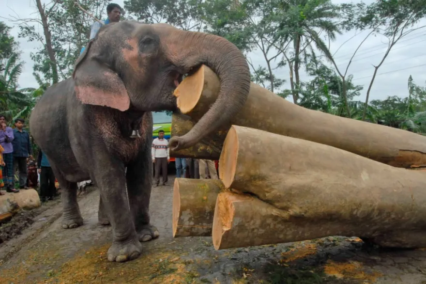 'La haute cour de Dacca au Bangladesh a interdit dimanche l’adoption d’éléphants sauvages. Cette décision, qualifiée d'”historique”, a été saluée par les défenseurs des droits des animaux.' swissinfo.ch/fre/la-justice…
