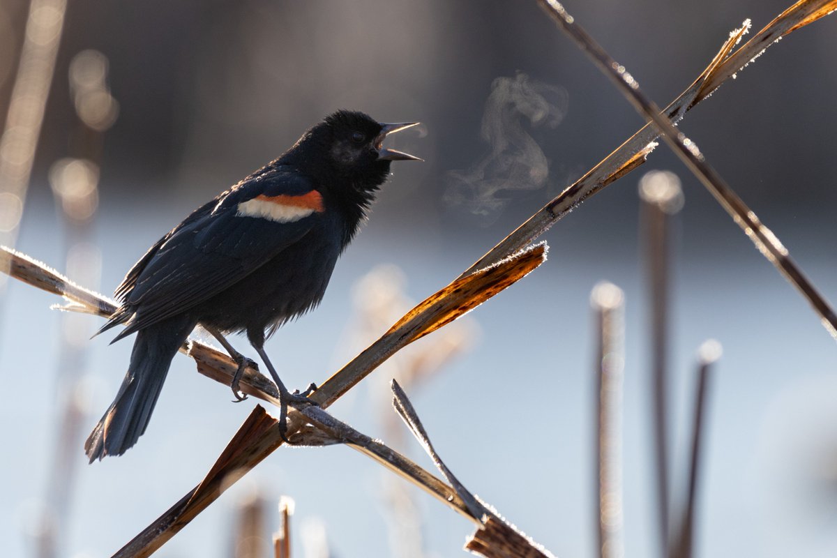 Male red-winged blackbirds don't wait around for females to be ready to migrate - when it's time to leave, they go. This isn't because they're rude & impatient, rather, it's to establish territory before breeding season begins. Look for males in Jan. - Feb., & females in spring.