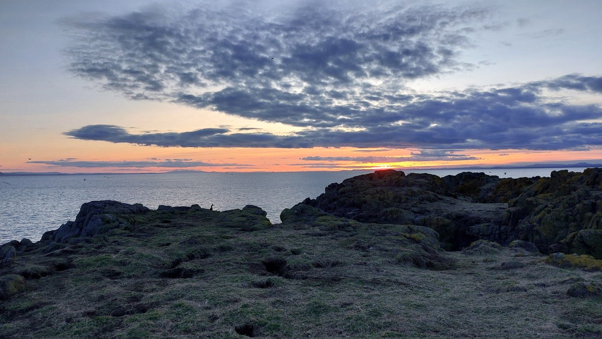 Look closely and you can see a shag at sunset