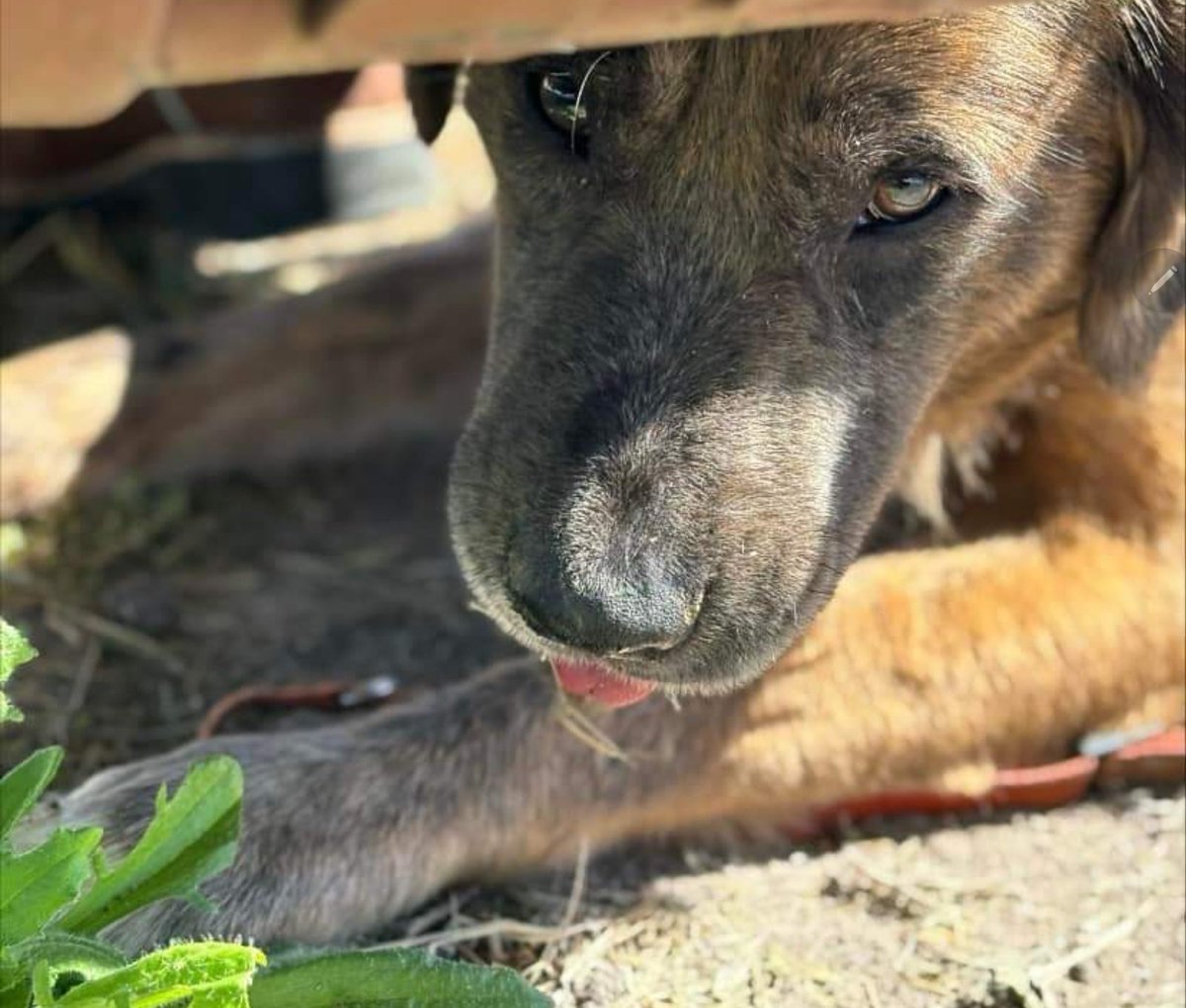 beeleevitonly's tweet photo. 🚨🆘️KYSER #A364209 is obviously Oso's brother,  terrified yr old puppy #OwnerSurrender 
This baby will be dragged out from under his #CorpusChristiACS bench & killed if not tagged for #Rescue  #adoption #Foster by 12 today 2/26
#CullingStrays 😭🤬 #CorpusChristiPeeps help
https://t.co/J24XPYDMah