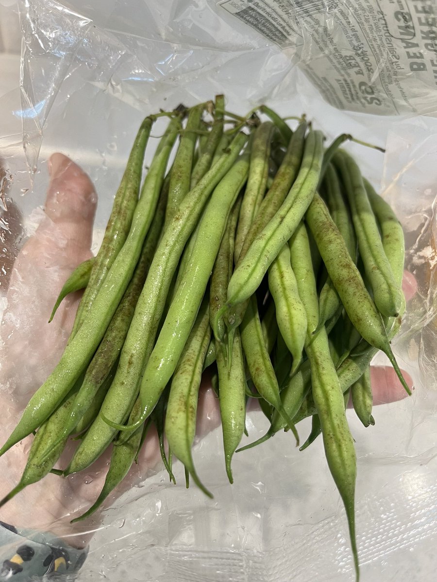Kayleighwaylee's tweet photo. @sainsburys there is nothing fine about these green beans 🤢 https://t.co/izCZcQYOCE