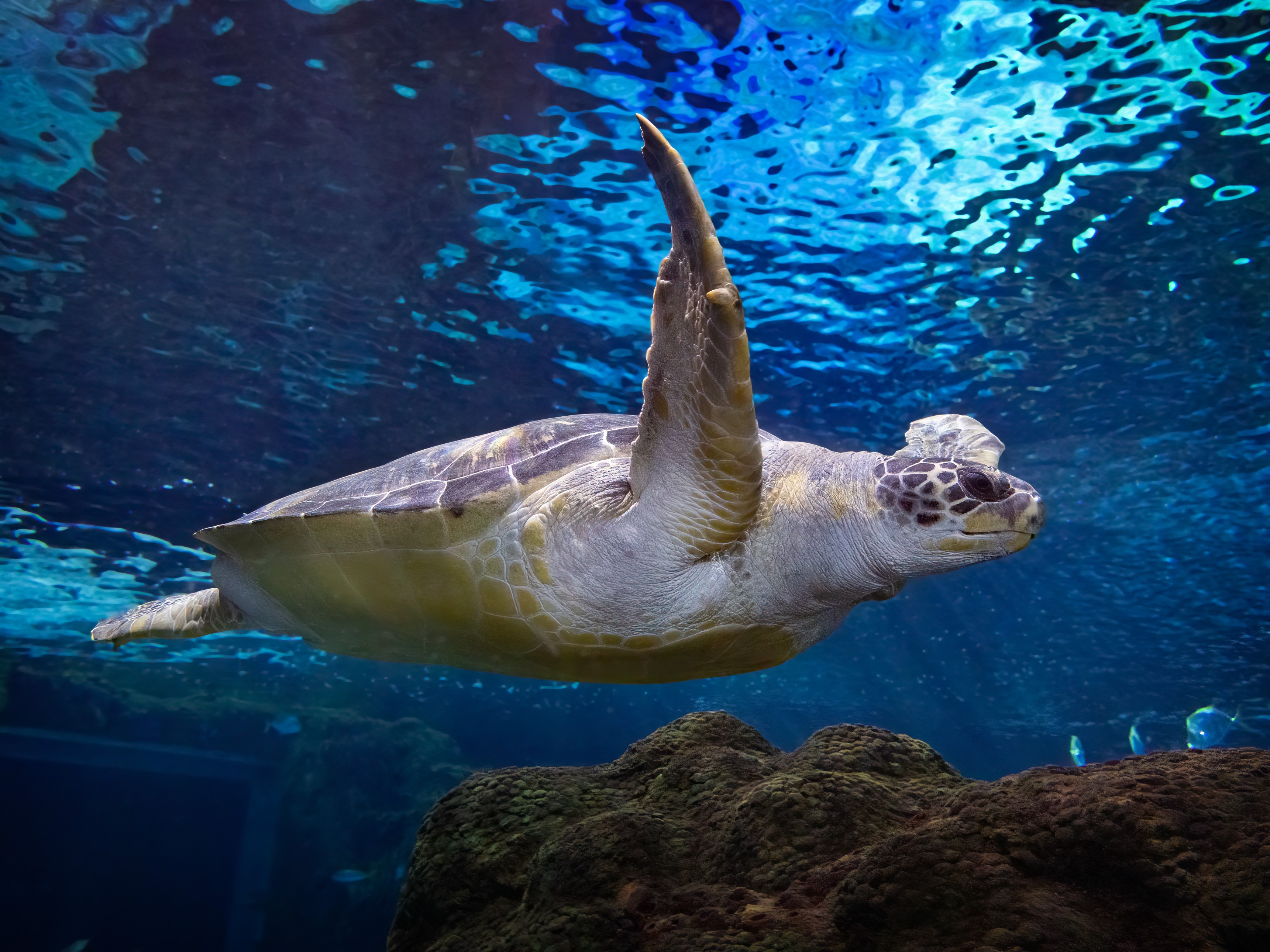 Ripley's Aquarium of Canada on X: Adult green sea turtles typically grow 3  to 4 feet long and up to 350 pounds, but have been found as large as 700  pounds! Sea