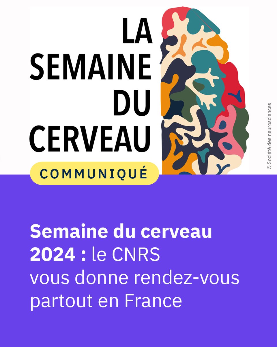 #Communiqué 🗞️ Pour la Semaine du cerveau #SDC2024 🧠 du 11 au 17 mars 2024, le <a href="/CNRS/">CNRS 🌍</a> et ses équipes de recherche s’investissent dans plusieurs temps forts : conférences, cafés des sciences, ciné-débats et même pièces de théâtre ! 

👉 cnrs.fr/fr/presse/sema…