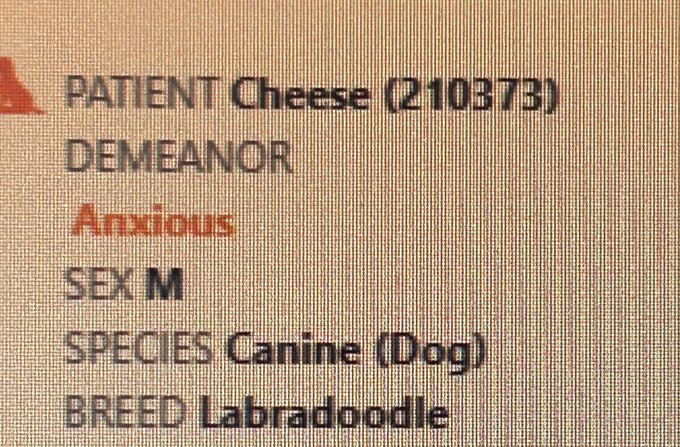 I want to cosplay cheese https://t.co/H9IZKAXqBI
