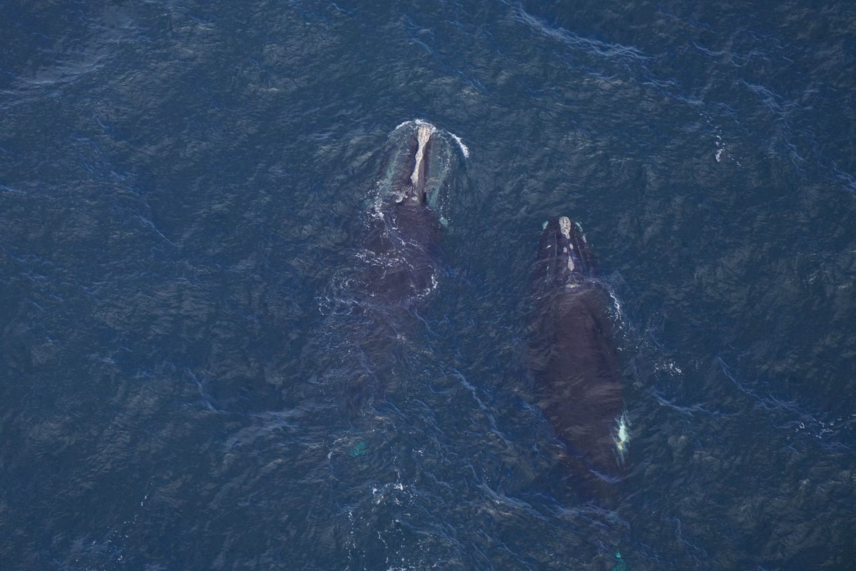 NEAQ's tweet image. Last week, 31 #RightWhales were spotted by our aerial survey team! 🛩️ 

This triggered @NOAA to issue a voluntary slow speed zone to encourage boaters to reduce their speed to 10 knots in the area. DMA is in effect until March 7.

More: bit.ly/3UMXQqC

📸: Permit #25739