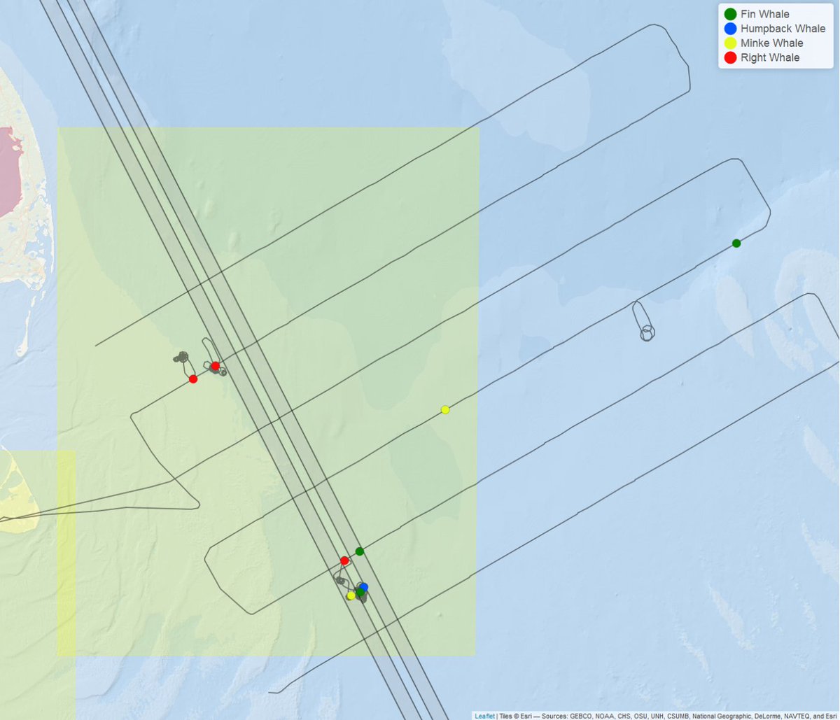NEAQ's tweet image. Last week, 31 #RightWhales were spotted by our aerial survey team! 🛩️ 

This triggered @NOAA to issue a voluntary slow speed zone to encourage boaters to reduce their speed to 10 knots in the area. DMA is in effect until March 7.

More: bit.ly/3UMXQqC

📸: Permit #25739