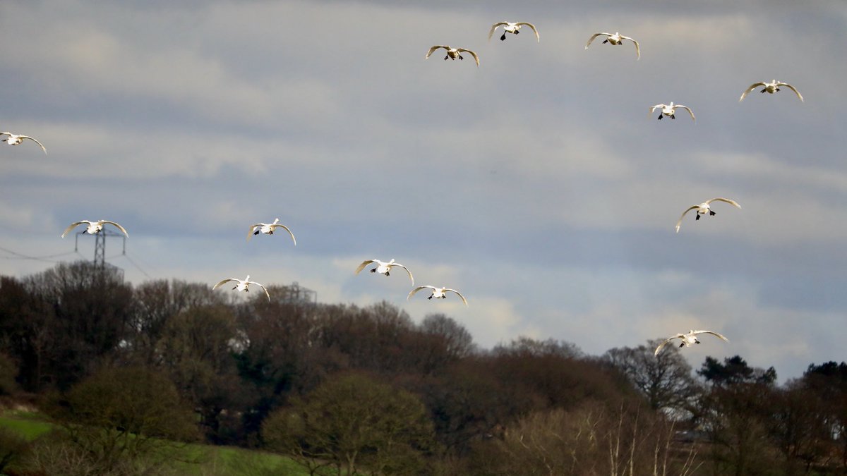 Stuart91050315's tweet image. Bittern hide 30 Whoopers fly in for a short rest must say our male did not take kindly to them landing ⁦@CAWOSBirding⁩  ⁦@marburypatch⁩