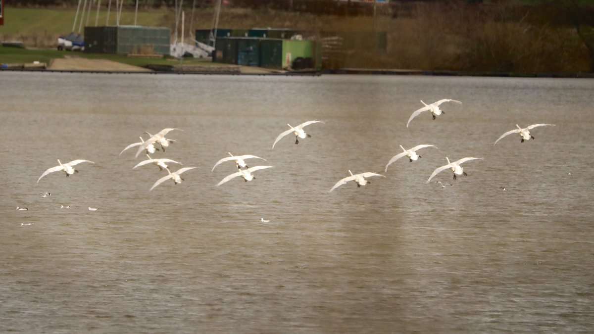 Stuart91050315's tweet image. Bittern hide 30 Whoopers fly in for a short rest must say our male did not take kindly to them landing ⁦@CAWOSBirding⁩  ⁦@marburypatch⁩