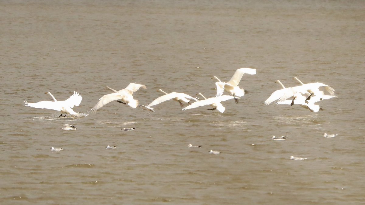 Stuart91050315's tweet image. Bittern hide 30 Whoopers fly in for a short rest must say our male did not take kindly to them landing ⁦@CAWOSBirding⁩  ⁦@marburypatch⁩