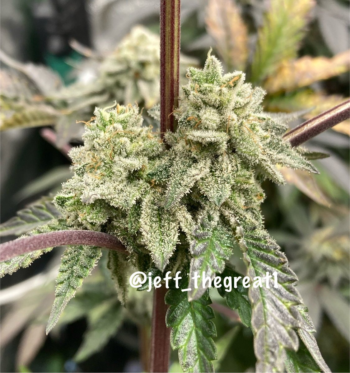 Larry Cake
Wk 8 of flower

#FullyLicensedGenetics

What a beautiful plant and boy is she wver getting frostier 🔥🔥

#Cannaland #GrowYourOwn #GreenThumb #WhatYouGrowing