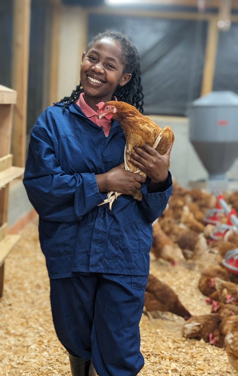 Chickens have high feed efficiency meaning that they require less feed to grow in size than other animals, so have a faster return on investment 😉.
#poultryfarming