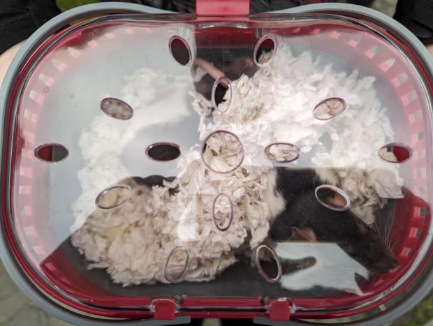 walesupdatesuk's tweet image. 🐾 Urgent Appeal: Abandoned Rats Rescued in Newport 🐾

The RSPCA is calling for information after two black and white domestic rats were discovered abandoned in a pet carrier under a bridge in the #Ringland area of #Newport on February 16.

The male rats, found with a blanket
