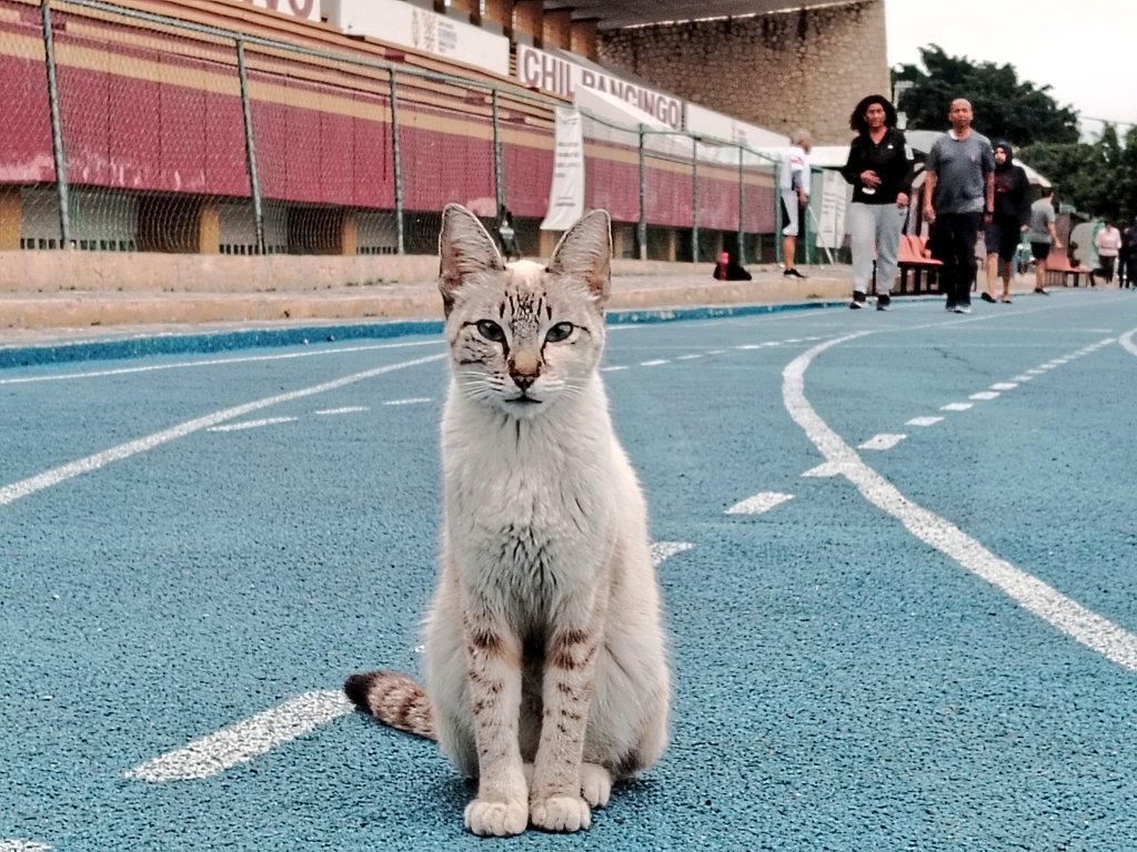 ment3demente's tweet photo. Hoy es lunes #PACorrer 👟🏃♂️🏃♀️🔥
Miren a quién nos encontramos en la labor deportiva. No olviden cuidar su salud y a los animales. ¡Excelente inicio de semana! 😼❤ https://t.co/UN9JEdJniO