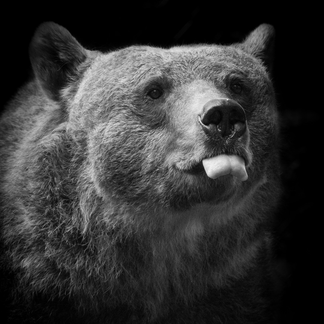 WelshMountainZo's tweet photo. Your LinkedIn photo vs your Twitter profile pic
πΈ: Niall Owen
#SupportingConservation #WelshMountainZoo #NationalZooOfWales #Eryri360 #TenTop #Photography #WildlifePhotography #BlackandWhitePhotography https://t.co/PXepvtcEjl