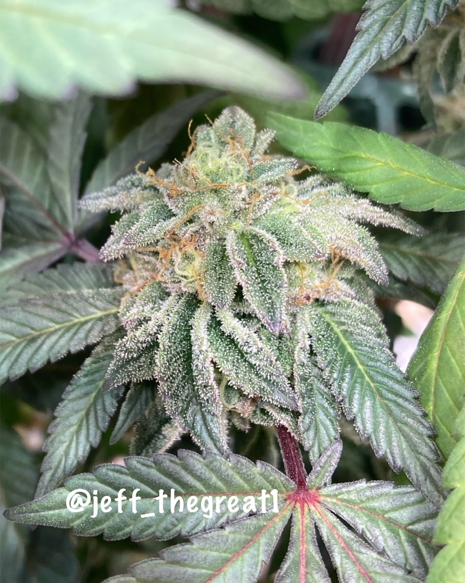 Payton’s Pie @Raw_Genetics_ 
Wk 8 of flower

What a sexy plant w/ a strong typical Gary Payton smell. She is getting super frosty to finish out her time 🔥🔥

#Cannaland #GrowYourOwn #GeneticsMatter #GreenThumb #WhatYouGrowing