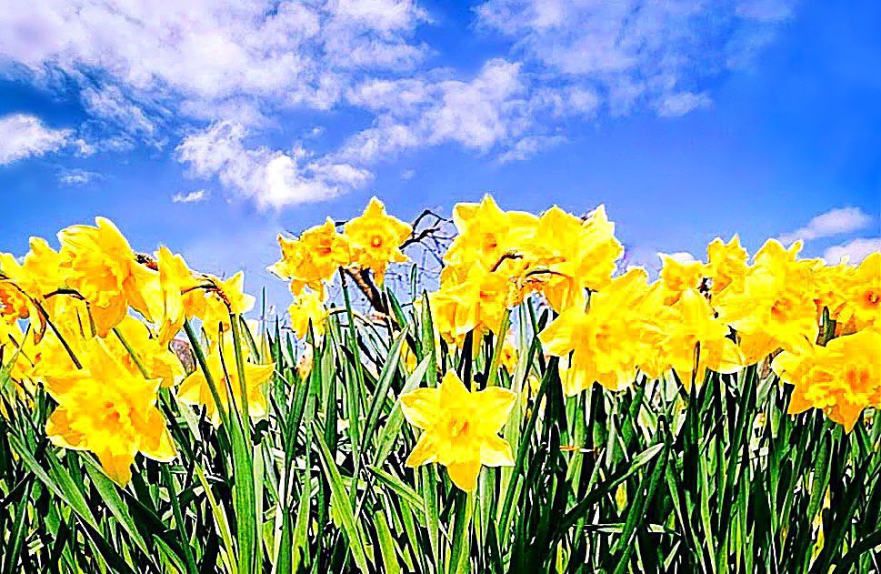 #Daffodil delight! 🌼🌼🌼🌼🌼🌼 #PONTYPRIDD @StormHour @ThePhotoHour @ITVWales @Ruth_ITV @kelseyredmore @ChrisPage90 @WeatherAisling @itvweather @S4Ctywydd @metoffice #loveukweather @ItsYourWales #MondayMotivaton 🌞