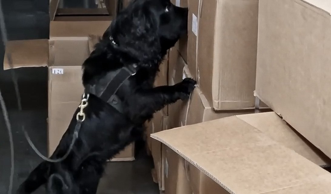 Wildlife detection dog Unno 

During special search operation in The Netherlands. 
#cockerspaniel #cites #nvwa #ondermijning #bedreigdediersoorten #iucn #iucnredlistofthreatenedspecies #wildlifetrade #combatwildlifecrime #snifferdogs <a href="/DogsScent/">Scent Imprint Conservation Dogs</a>