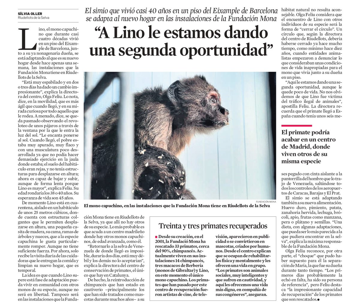 🐒 Lino, un mico caputxí de prop de 40 anys que ha viscut pràcticament tota la seva vida en un pis de l'Eixample, ara pot gaudir d'un entorn adaptat a les seves necessitats gràcies a la @fundaciomona

Ens ho explica @Lavanguardia 👇

📢 #LesFundacionsSónNotícia!