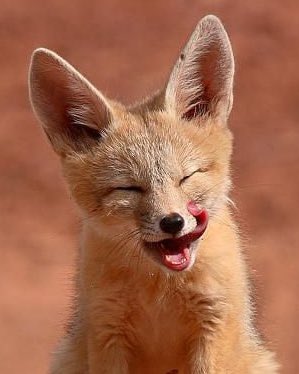 아 웃는거 개커염져 진짜 아기사막여우잖음 ㅠ_ㅠ
#초콜