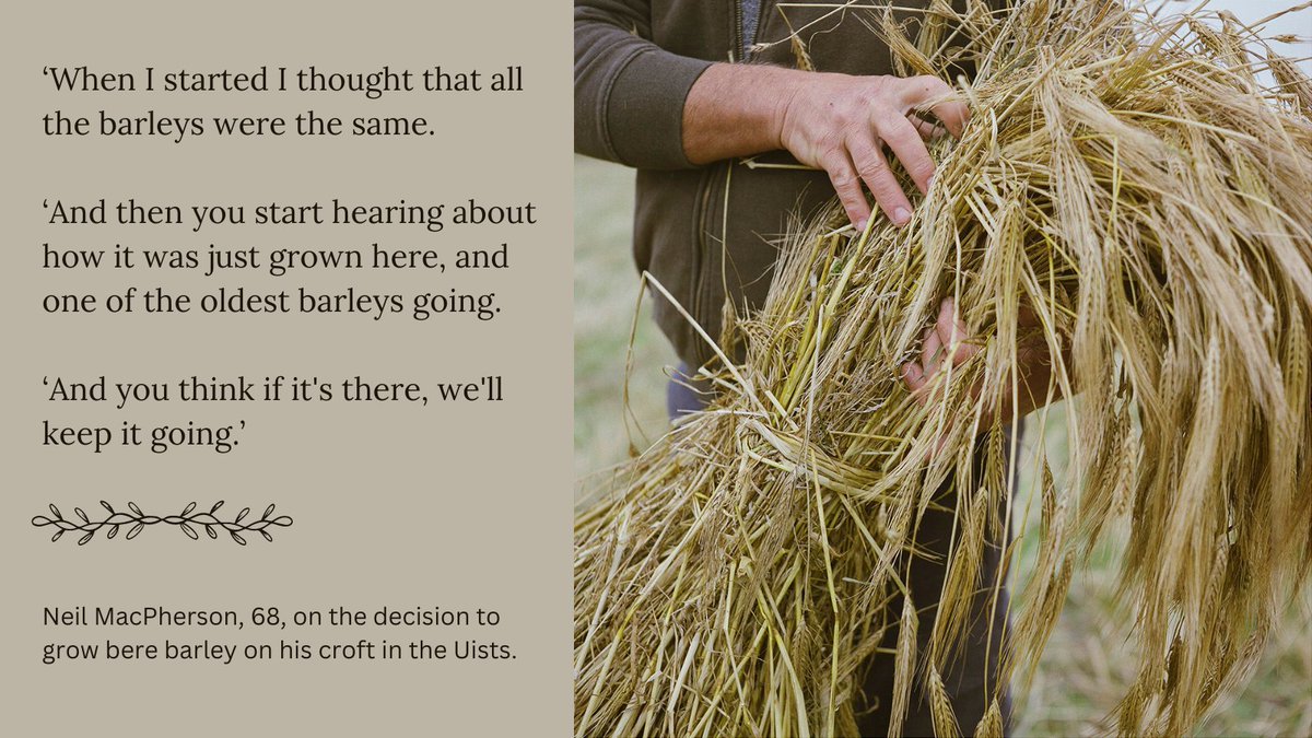 Want a long read to peruse on this rainy afternoon? Have a look at our latest feature, by @adamweymouth, on bere barley, the Bronze Age crop that is helping farmers adapt to climate change & preserve the delicate machair ecosystems of the Outer Hebrides. 📕