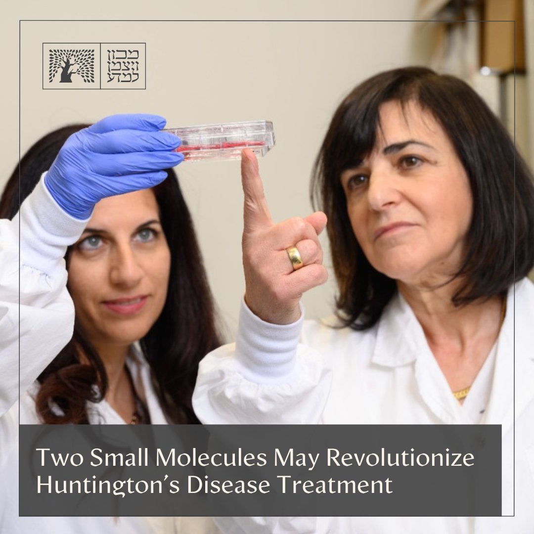 Weizmann Institute (@weizmannscience) on Twitter photo Toward a treatment for Huntington’s disease: In a new study, Prof. Rivka Dikstein of the <a href="/WeizmannScience/">Weizmann Institute</a> and her team identified two small molecules that manage to penetrate the blood-brain barrier in mice, slowing and even reversing the effects of the disease. These molecules, Toward a treatment for Huntington’s disease: In a new study, Prof. Rivka Dikstein of the <a href="/WeizmannScience/">Weizmann Institute</a> and her team identified two small molecules that manage to penetrate the blood-brain barrier in mice, slowing and even reversing the effects of the disease. These molecules,